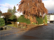 2007-11-12 Buche vorm Haus1